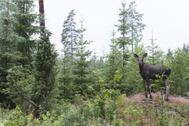 Wildlife Safari Small-Group i Stockholm