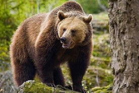 Bear Watching In The Wild di Brasov