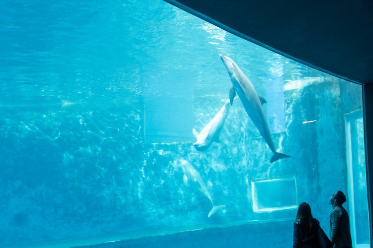 Aquarium_of_Genoa_(50572512037).jpg