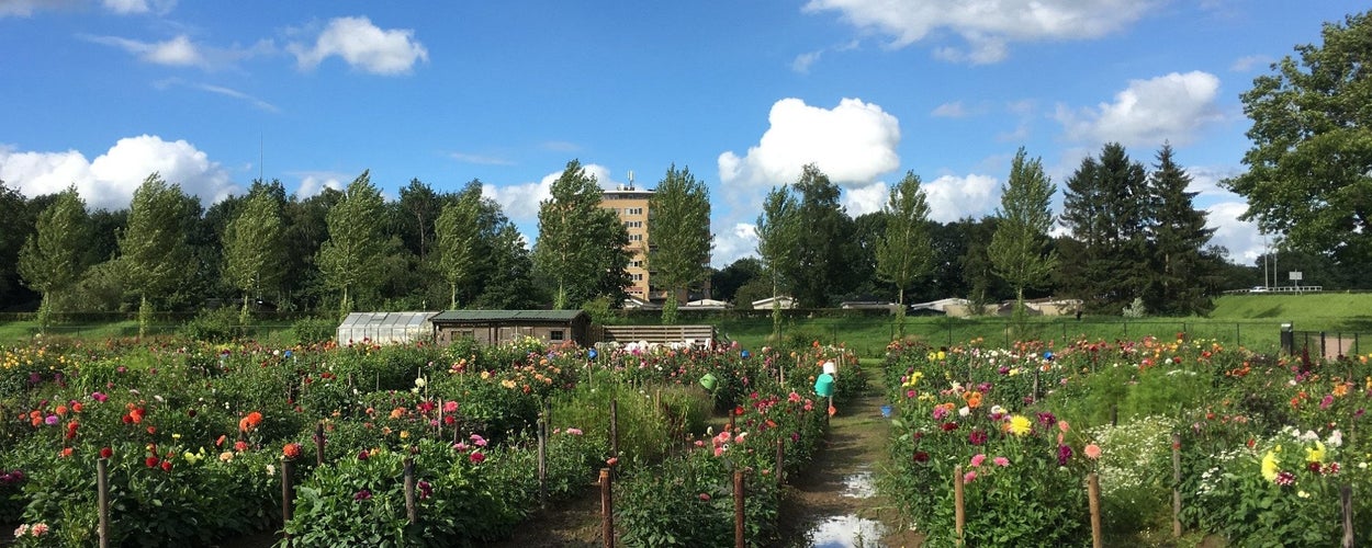 Photo of Zwolle, Netherlands.