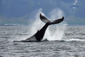 Reykjavik: Whale Watching Tour