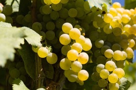 Guided Wine Making Tour in Irpinia with Tastings