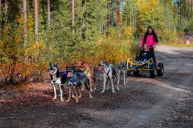 Smågrupp Husky-släde på hjul i Rovaniemi på hösten