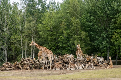 Photo of Giraffes in Beekse Bergen Zoo in the Netherlands, young giraffes laying on the ground in front of wood pile.