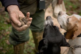 Caça às trufas e degustação de vinhos Barolo