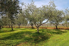 Tour privado de medio día por Porec y la granja de aceite de oliva