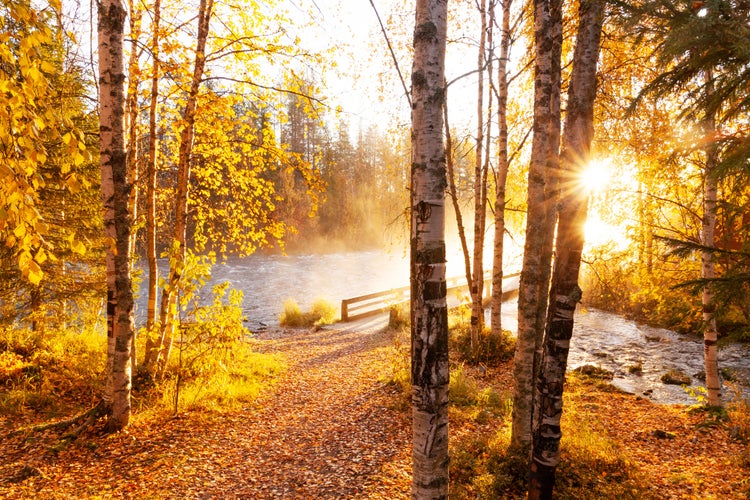 Photo of Morning sunrays shining through Silver birch, Betula pendula leaves next to river rapids in Käylä, near Kuusamo, Finland.