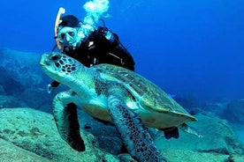 Scuba Dive for begyndere i et skildpaddeområde i Costa Adeje