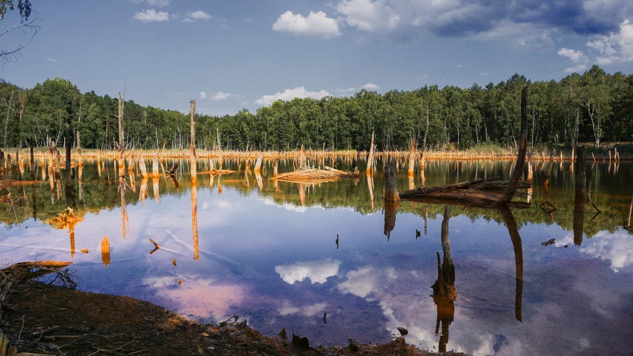 Cloud and tree trunk reflection in the water of one of Legnica lakes