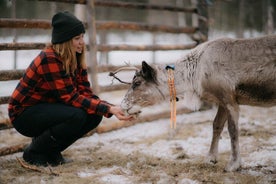 Reindeer Herding and a Snowmobile Slegh Ride 