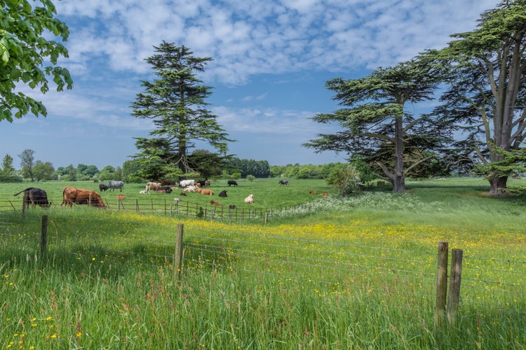 Photo of Cows graze in the scenic English countryside near St Albans, UK.