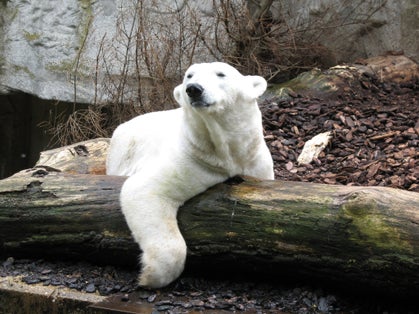 Photo of White bear in Hellabrunn Zoo in Munich, Germany.
