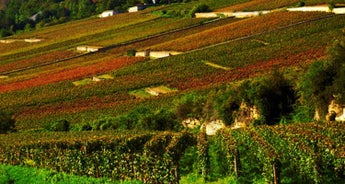 Burgundy Wine Tour