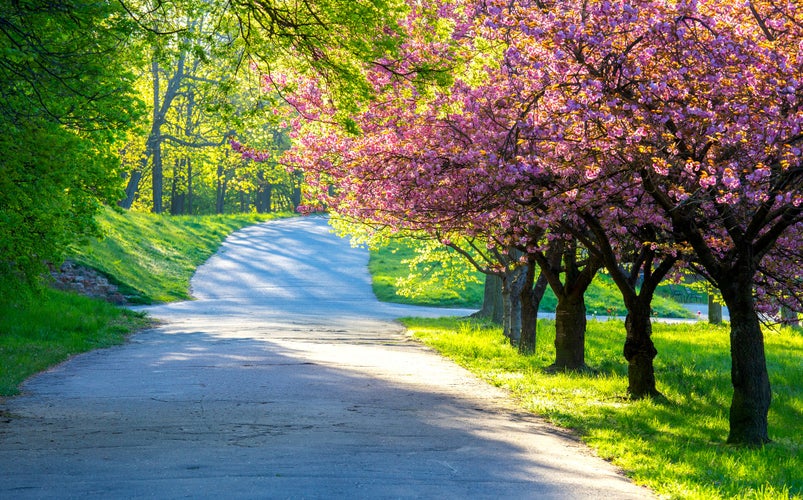 Photo of Poznan. Spring blossoming trees in the park Citadel.