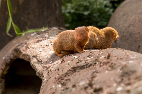 Photo of Funny Dwarf mongoose in Aalborg Zoo, Denmark.