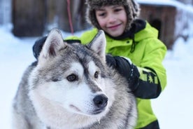 Husky Safari de Levi 2 km ou 5 km com Husky Sledge Ride