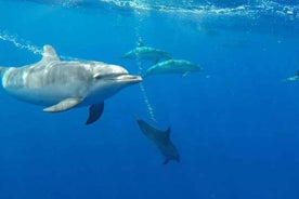 Funchal: Hvalaskoðun og Syðja með Höfrungum Sigling