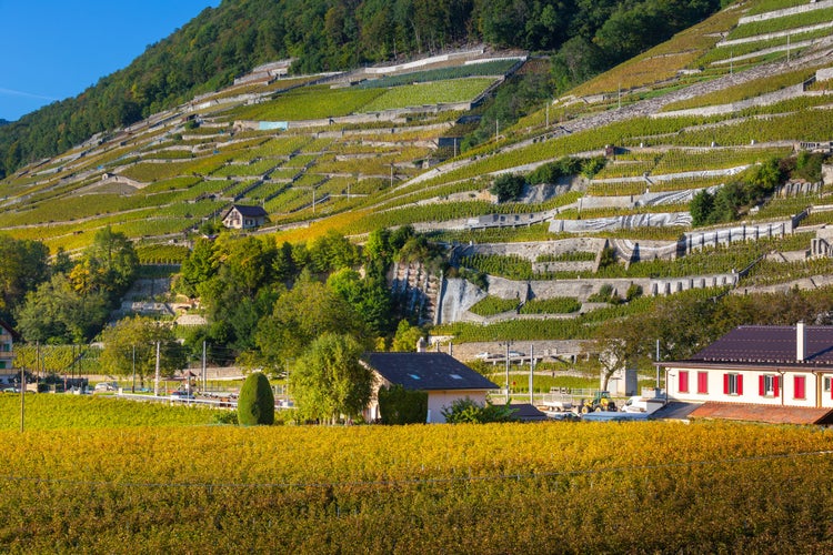 photo of view of Aigle vineyards panoramic view, Switzerland.