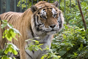 Brașov Zoo