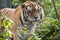 Photo of Tiger among bushes looking away ,Brasov ,Romania .