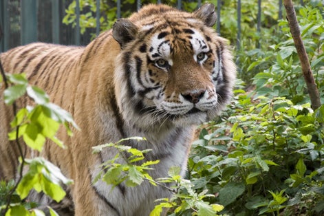 Photo of Tiger among bushes looking away ,Brasov ,Romania .