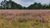 Central Lüß Plateau Heathland, Hermannsburg, Südheide, Landkreis Celle, Lower Saxony, Germany