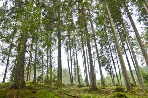 Photo of Forested area of the Hermitage, Perth and Kinross, Scotland .