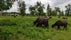 Buffalo reserve Zalakomár, Zalakomár, Nagykanizsai járás, Zala, Western Transdanubia, Transdanubia, Hungary