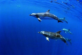 Terceira Island Swimming With the Dolphins Experience