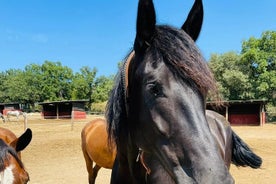 Besuchen Sie einen Bauernhof und reiten Sie in der Natur