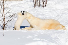 Privat Ranua Zoo turné