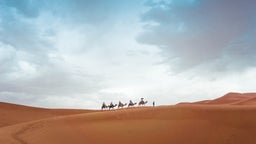 Balades à dos de chameau à Göreme, de la Turquie