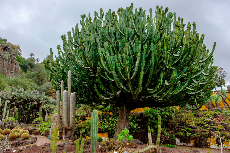 Orto Botanico di Palermo.png