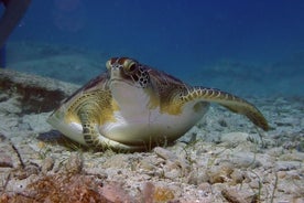 プロタラスのカメを見るためのガイド付きシュノーケリング ツアー