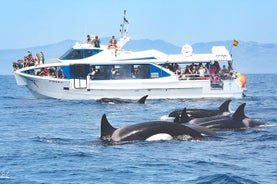 L'observation des baleines