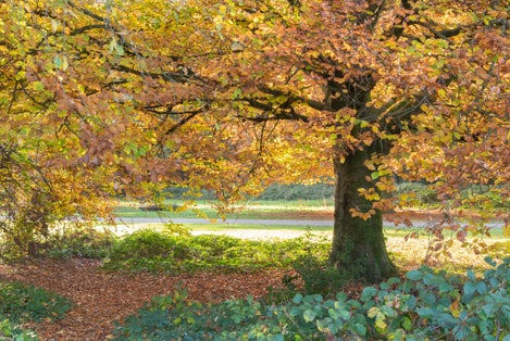 Photo of Autumn trees on Southampton Common, UK.