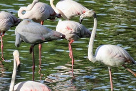 Visite guidée en 4x4 au parc national de Donana et d'El Rocio au départ de Séville