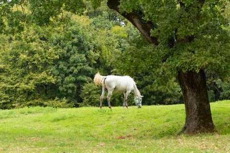 Photo of Lipizzan white horse, Lipica Slovenia.
