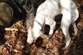 Esperienza di tour di caccia al tartufo di La Morra