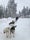 Lapland Husky Safaris, Rovaniemi, Rovaniemen seutukunta, Lapland, Mainland Finland, Finland