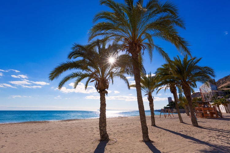 Photo of Alicante San Juan beach of La Albufereta with palms trees in Mediterranean Spain.