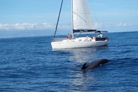 Cruzeiro de observação de baleias e golfinhos com bebidas, lanches e mergulho