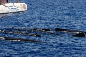 Viaggi in catamarano Seaborn