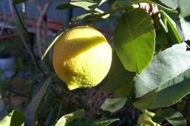 Markttour, traditionelles Kochen und Limoncello-Kurs