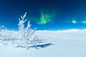 Jokkmokk: Guided Ski Tour in the Forest with Meal