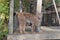 Photo of Lynx at the zoo in Chisinau, Moldova.