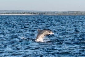 Visite du parc national de Brijuni au départ de Pula avec dauphins, coucher de soleil et dîner