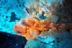 Tauchen in Naxos von Bluefindivers - Tauchen in Griechenland - Erstaunliche Tauchplätze