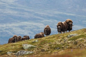 Hjerkinn 的麝牛狩猎之旅 |多夫尔和莱斯贾·阿克提夫