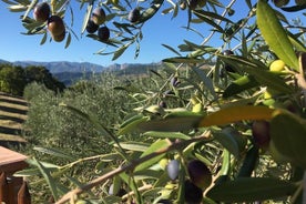 Picknick i Century's Olives Grove nära Matera